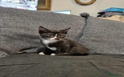 Maine Coon cats for sale: Maine Coon X kittens for sale - Image 5