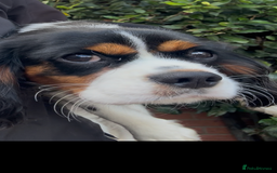 Cavalier King Charles Spaniel dogs for sale: Cavalier King Charles Spaniel - Image 1