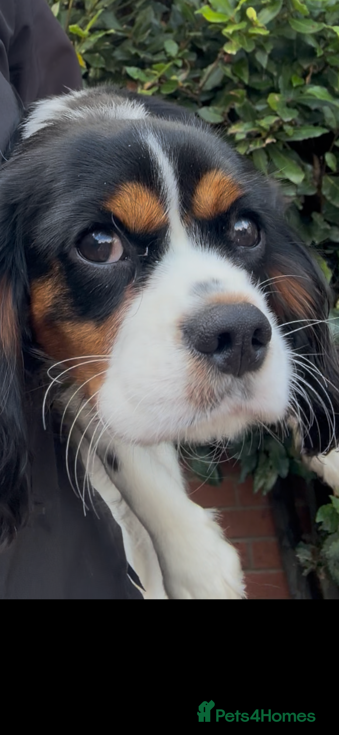 Cavalier King Charles Spaniel dogs for sale: Cavalier King Charles Spaniel - Image 1