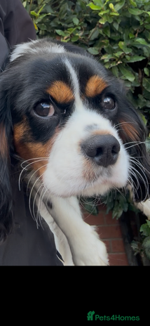 Cavalier King Charles Spaniel dogs - Advert 3