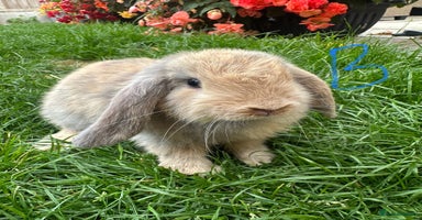 Mini Lop rabbits - Advert 6