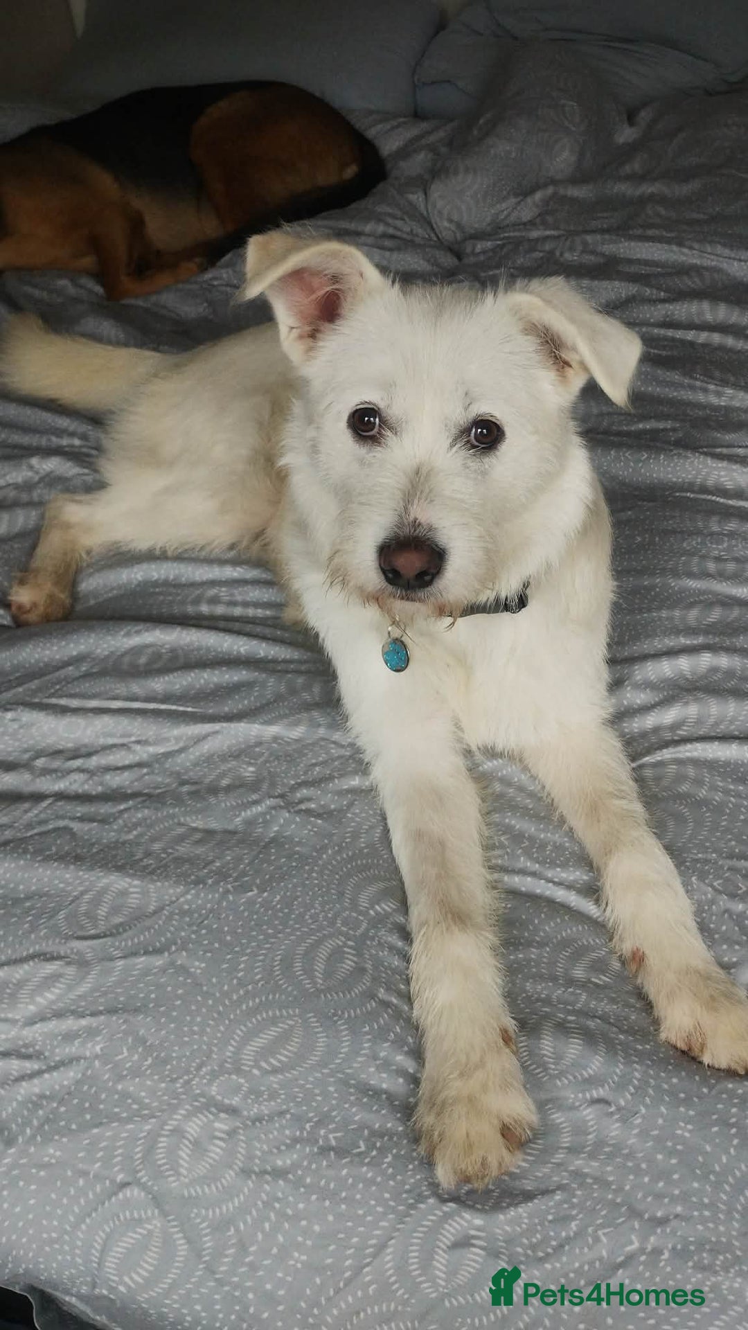 Mixed Breed dogs for adoption: HANDSOME HENRY  - Advert 5