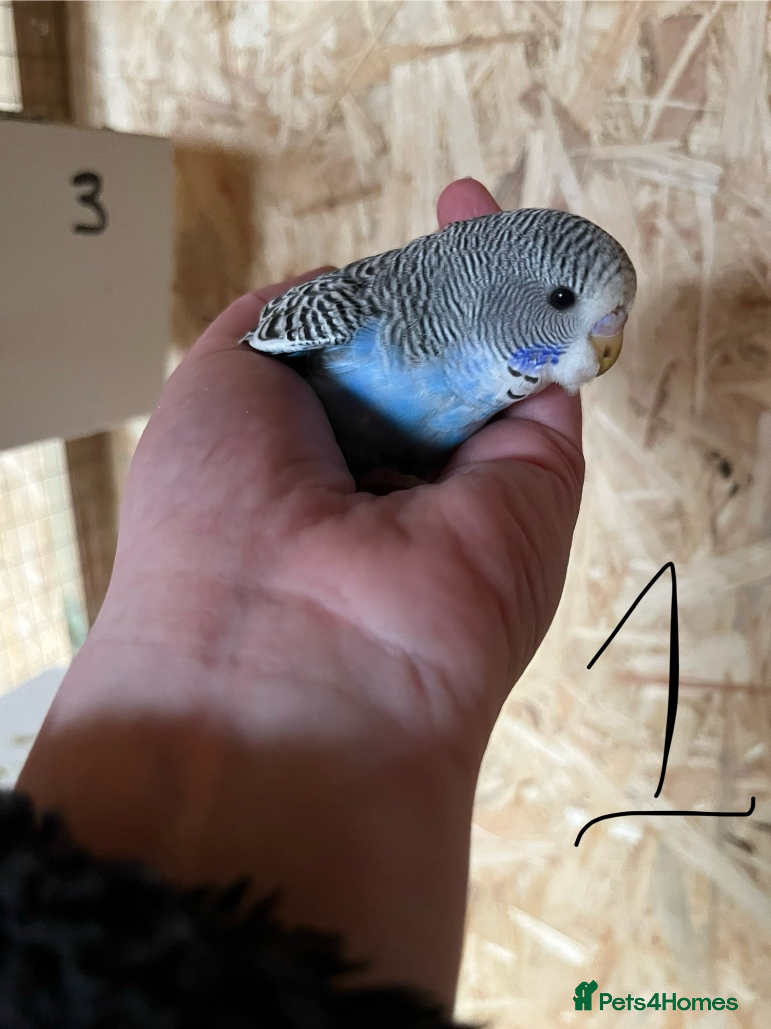 Budgerigars birds Baby Budgies Inverness - Advert 1