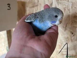 Budgerigars birds Baby Budgies Inverness - Advert 2