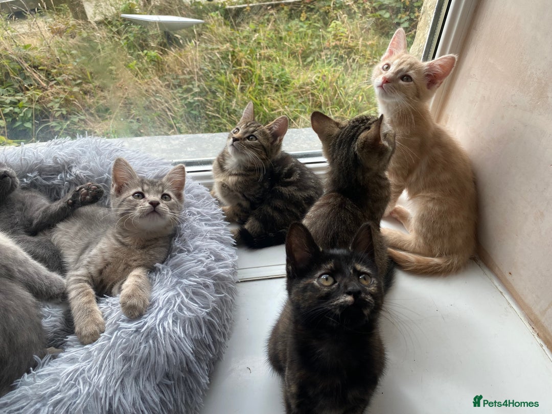 Maine Coon cats for sale: Beautiful Maine Coon X kittens  - Image 5
