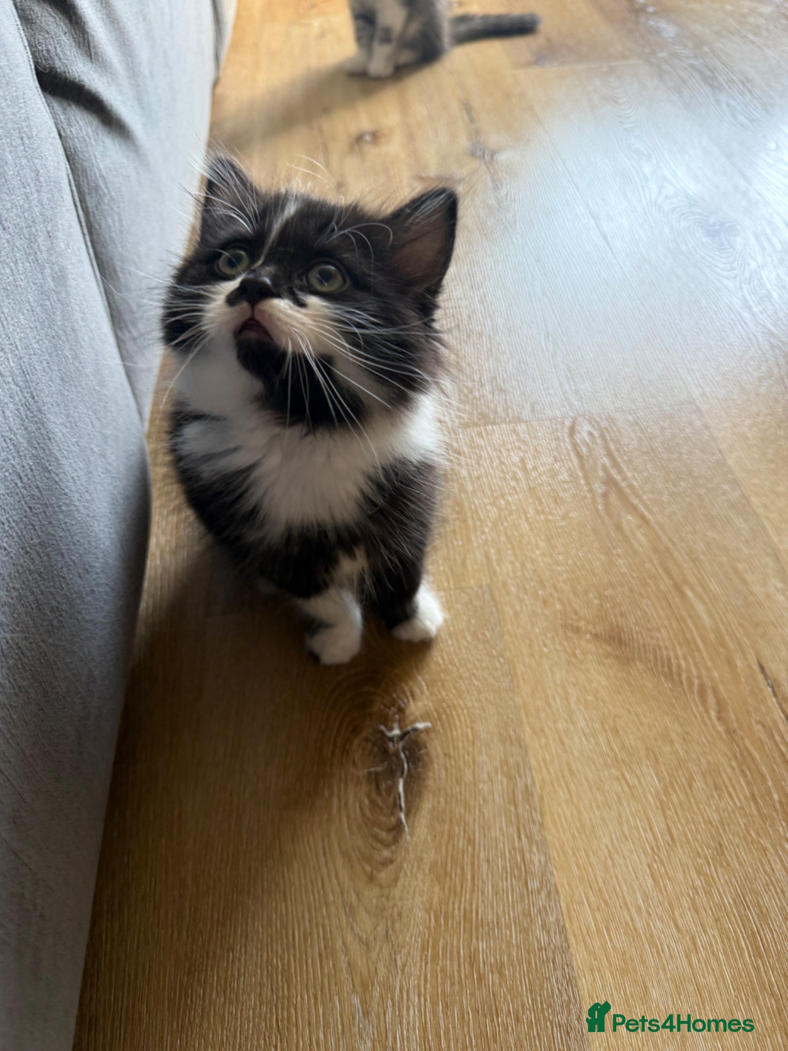 Mixed Breed cats Persian cross kittens! Ready to leave!! - Advert 6