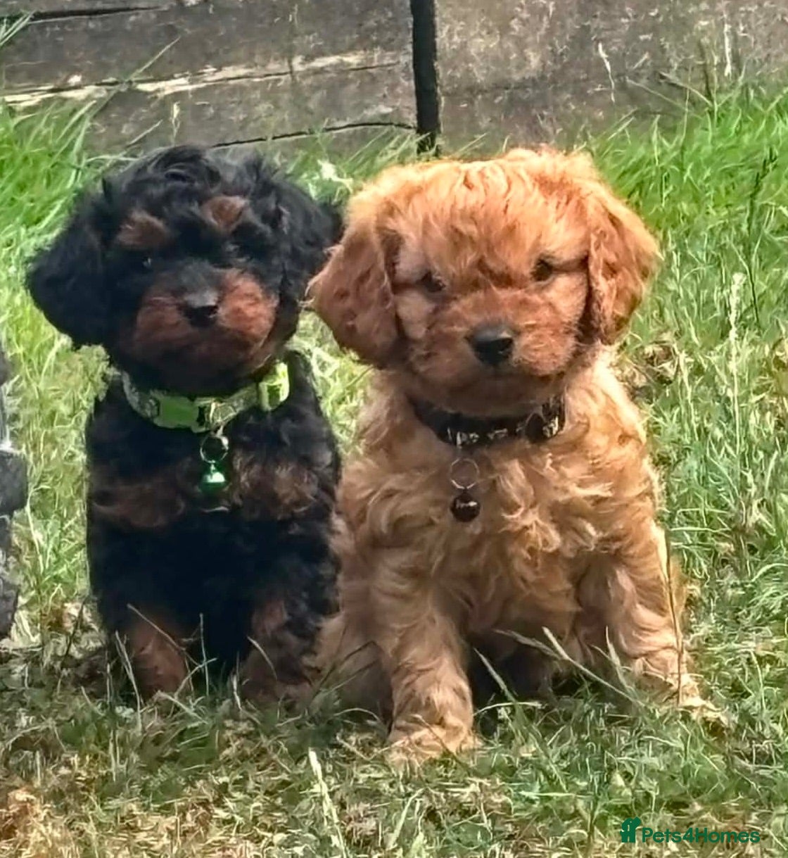 Cavapoo dogs Black and Tan Cavapoos - Advert 2
