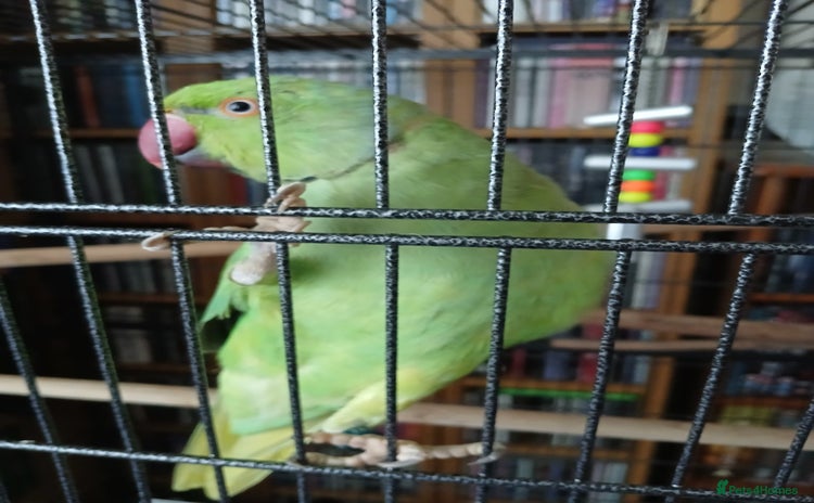 Ringnecks birds - Advert 4