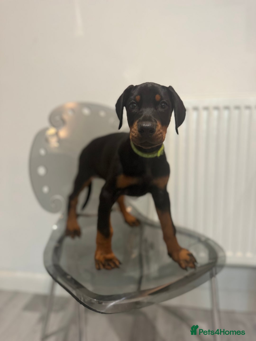 Dobermann dogs for sale: Stunning Black and Tan pups Boy and Girl   - Image 2