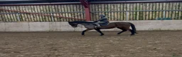 Irish Thoroughbred horses for sale: 10 yr old school mistress  - Advert 20