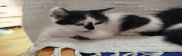 British Shorthair cats for sale: Kittens ready for their new family home  - Advert 10