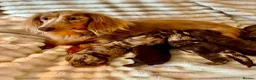 Miniature Dachshund dogs for sale: Fabulous Litter of Long haired dachshund puppies  - Advert 9