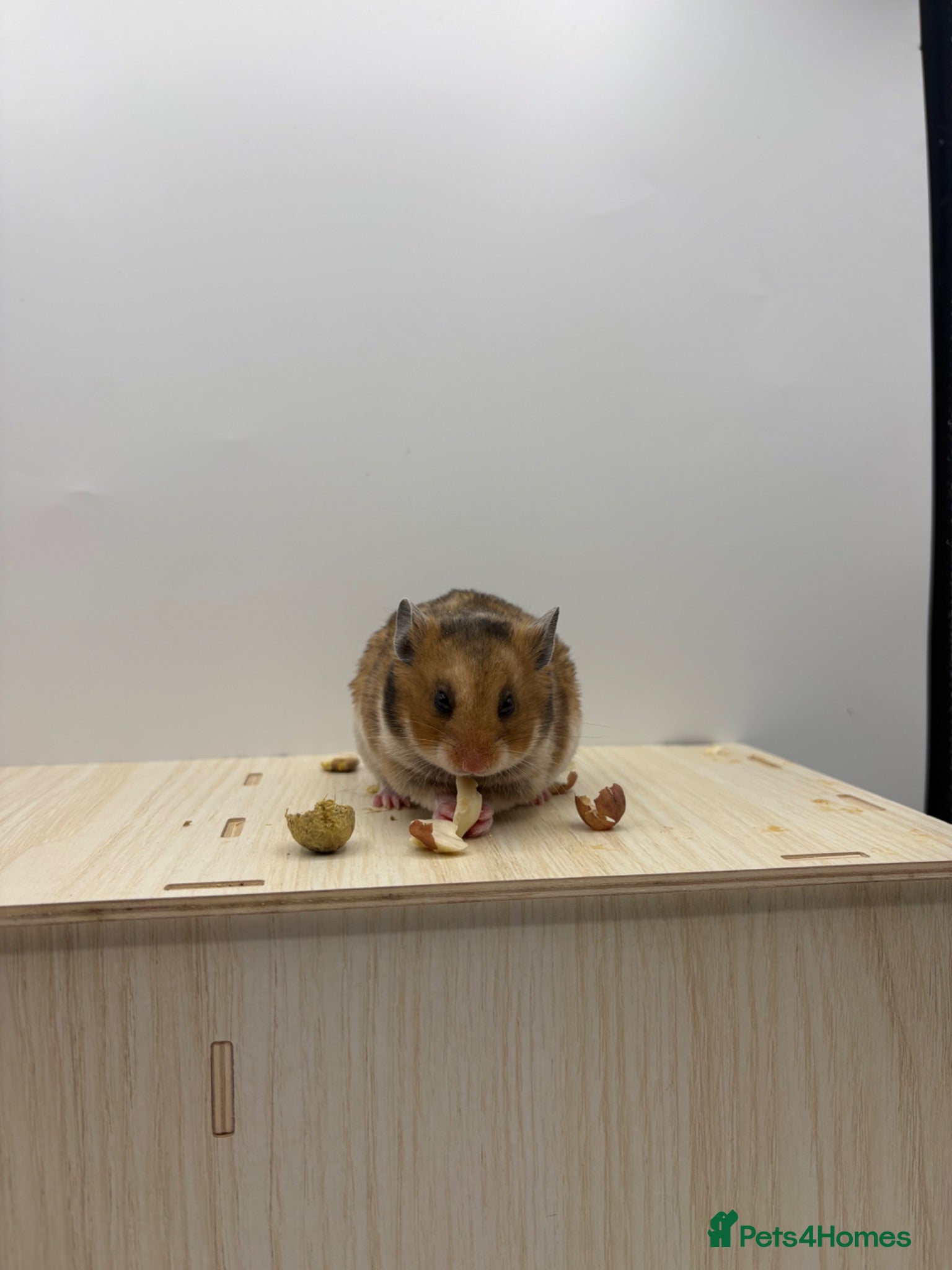 Hamster rodents Pedigree Syrian hamster pups  - Advert 1