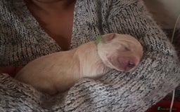 Golden Retriever dogs for sale: Golden retriever puppies  - Image 33