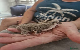 Sugar Glider rodents for sale: Breeding pair of  sugar gliders ready 13th sept   - Image 32