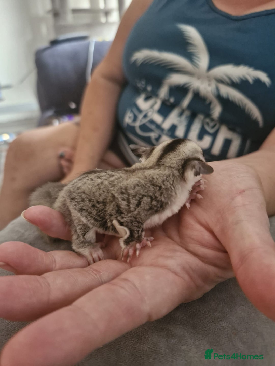 Sugar Glider rodents for sale: Breeding pair of  sugar gliders ready 13th sept   - Image 32