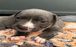 Staffordshire Bull Terrier dogs for sale: Beautiful KC Staffordshire bull terrier Puppies - Image 4