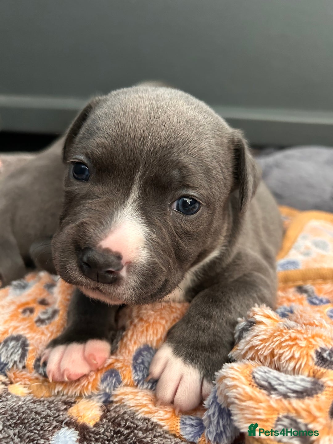 Staffordshire Bull Terrier dogs for sale: Beautiful KC Staffordshire bull terrier Puppies - Image 4