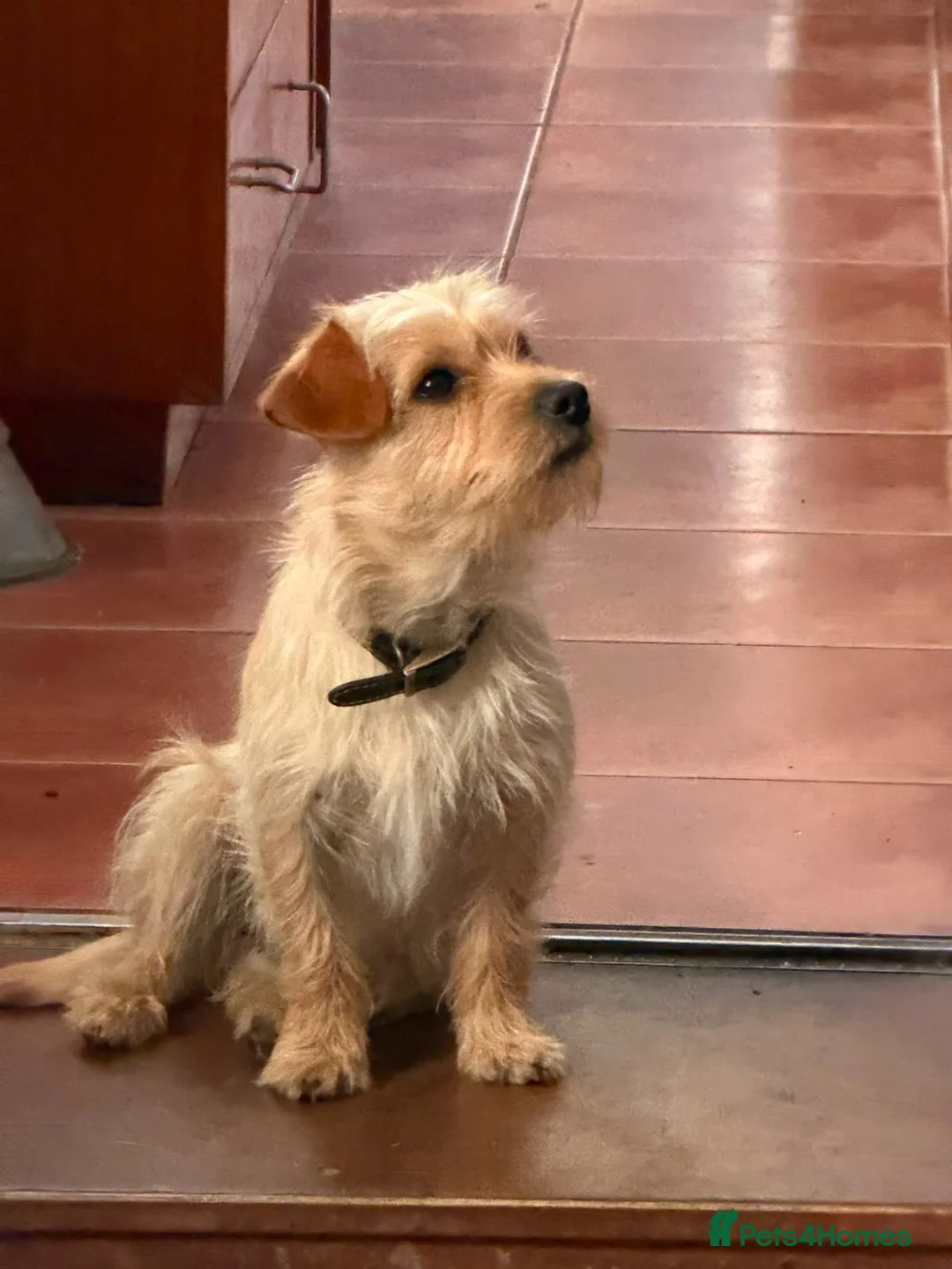 Jack Russell dogs for sale: Jack Russel terrier pups in Welshpool - Advert 2