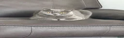 British Shorthair cats for sale: British shorthair kittens Ready Now - Advert 4