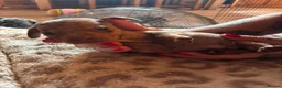 Dachshund dogs for sale: Dachshund puppies - Advert 7