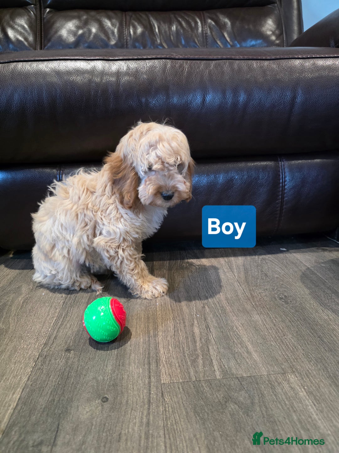 Cockapoo dogs for sale:  Adorable cockapoo pups ready to go 🐶 - Advert 4