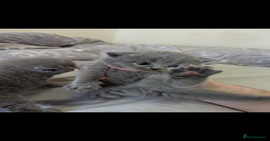 British Shorthair cats - Advert 9