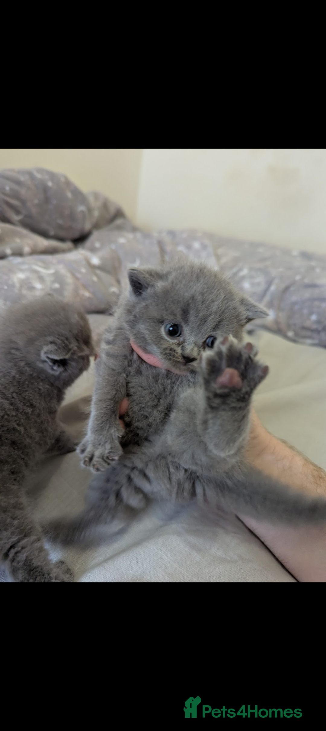 British Shorthair cats for sale: Purebred British shorthairs  - Image 3