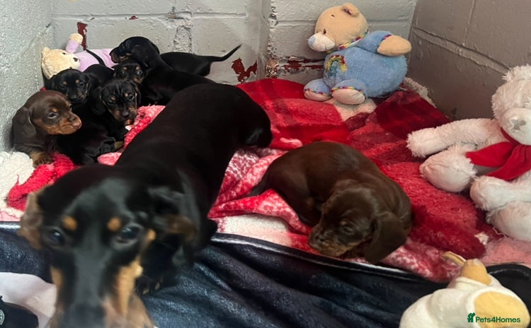 Dachshund dogs Dashund  - Advert 2