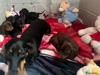 Dachshund dogs Dashund - Advert 2