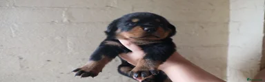 Blue Puppy 2