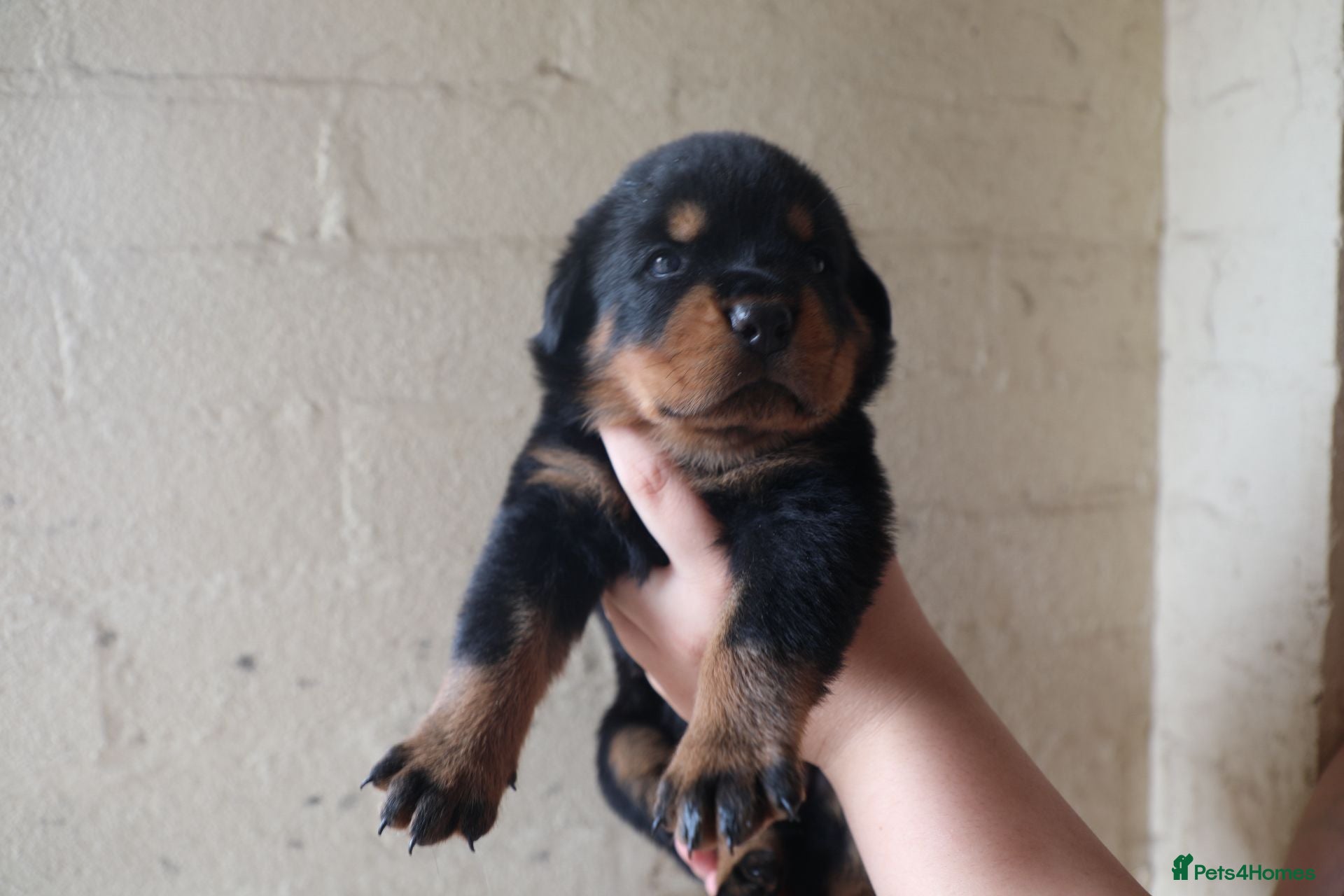 Rottweiler dogs for sale: Limited Pedigree Registered Rottweiler Puppies - Advert 11