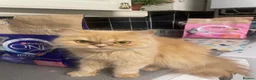 Persian cats for sale: Beautiful Blue Persian Girl 💕🐾💙 - Advert 8