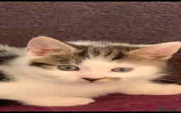 British Shorthair cats for sale: British Shorthair Kittens - Image 5
