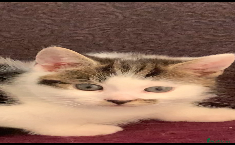 British Shorthair cats - Advert 1
