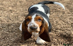 Basset Hound dogs for sale: 6 month Basset Hound seeking home - Image 2