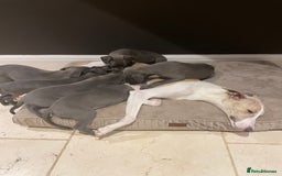 Whippet dogs for sale: 6 gorgeous blue whippet puppies  - Image 3