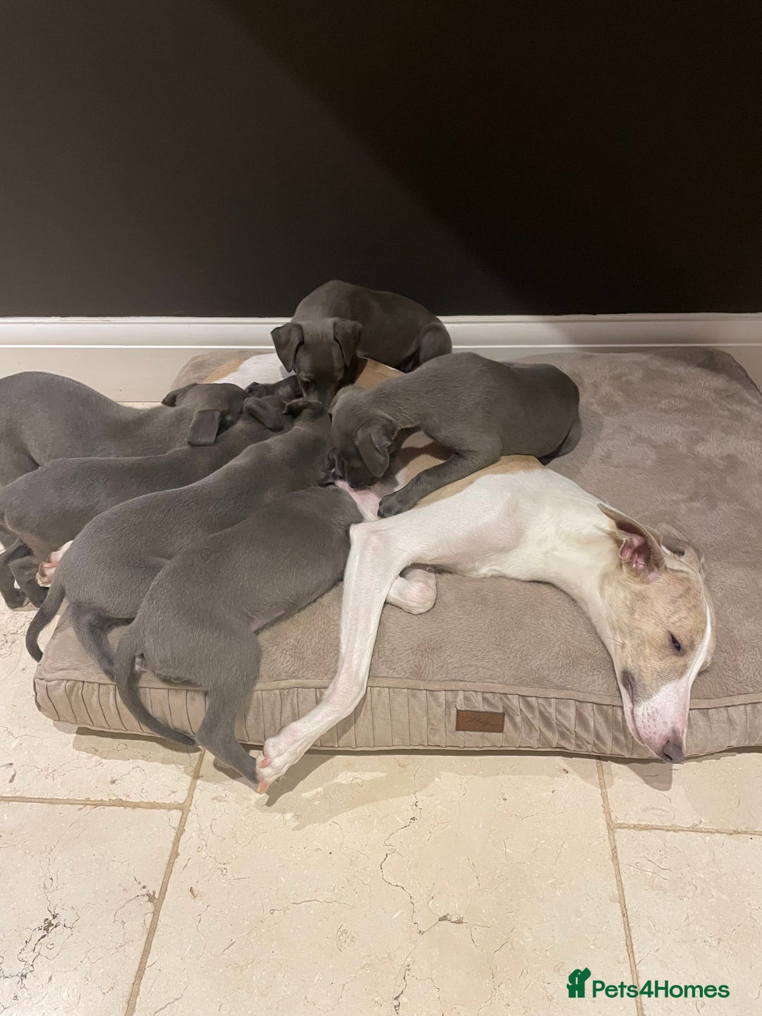 Whippet dogs for sale: 6 gorgeous blue whippet puppies  - Image 3