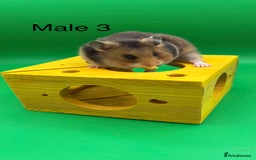 Hamster rodents for sale: Adorable baby Syrian hamsters  - Image 4