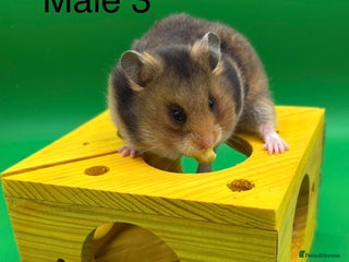 Hamster rodents Adorable baby Syrian hamsters - Advert 3