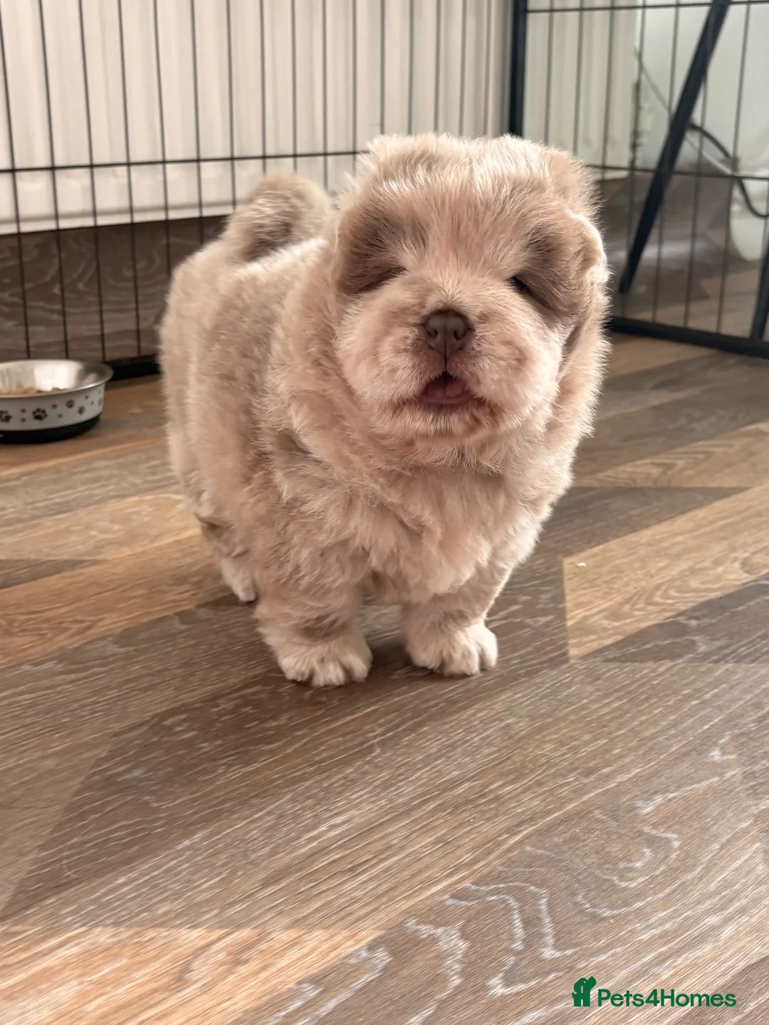 Chow Chow dogs for sale: Chow chow puppies  in Sandbach - Advert 10