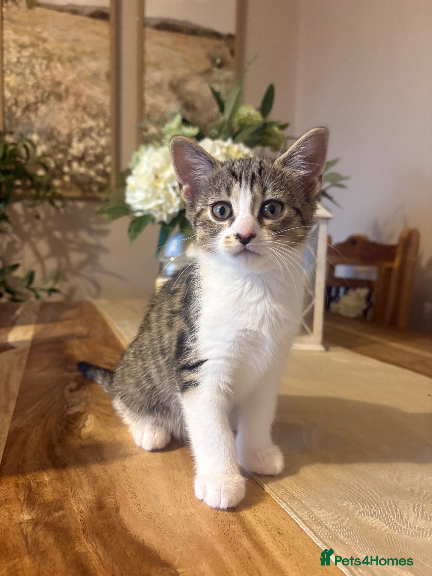 Domestic Shorthair cats gorgeous little kittens looking for a forever home - Advert 23