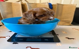 Cavapoo dogs for sale: Outstanding Red F1 cavapoo puppies H/C DNA CLEAR - Image 23