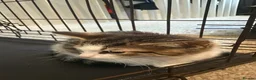 British Shorthair cats for sale: Beautiful mixed British short hair kittens  in Wellingborough - Advert 8