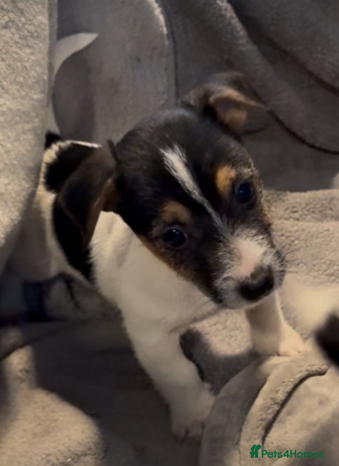 Jack Russell dogs for sale: Gorgeous jack russell puppies - Advert 3