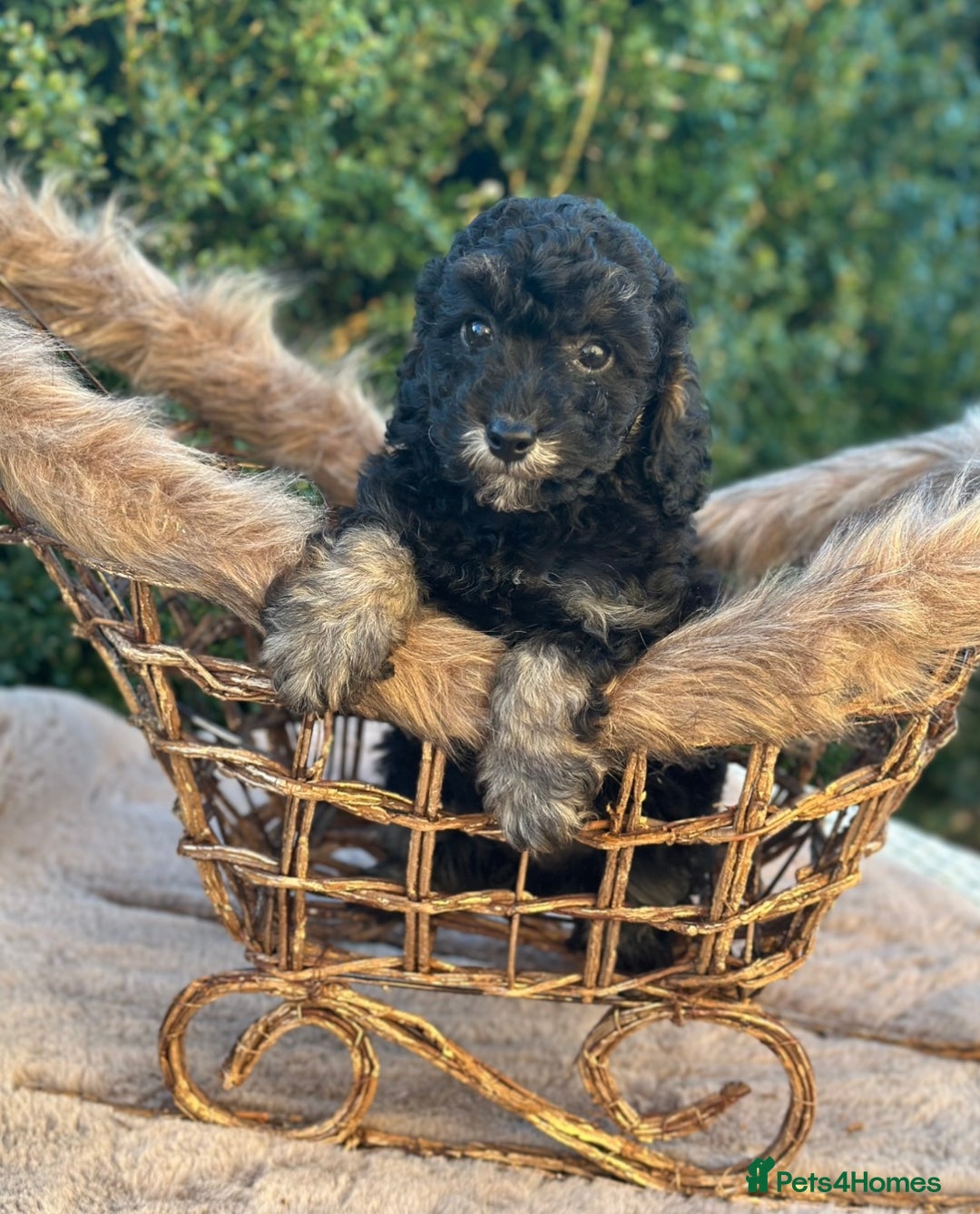Miniature Poodle dogs for sale: Stunning miniature poodle  - Advert 5