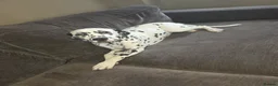 Dalmatian dogs for sale: Dalmation in Spalding - Advert 3