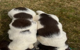 English Springer Spaniel dogs for sale: Pretty puppies with working parents ready now - Image 9