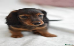 Miniature Dachshund dogs for sale: Gorgeous Longhair Miniature Dachshund Girls - Image 7