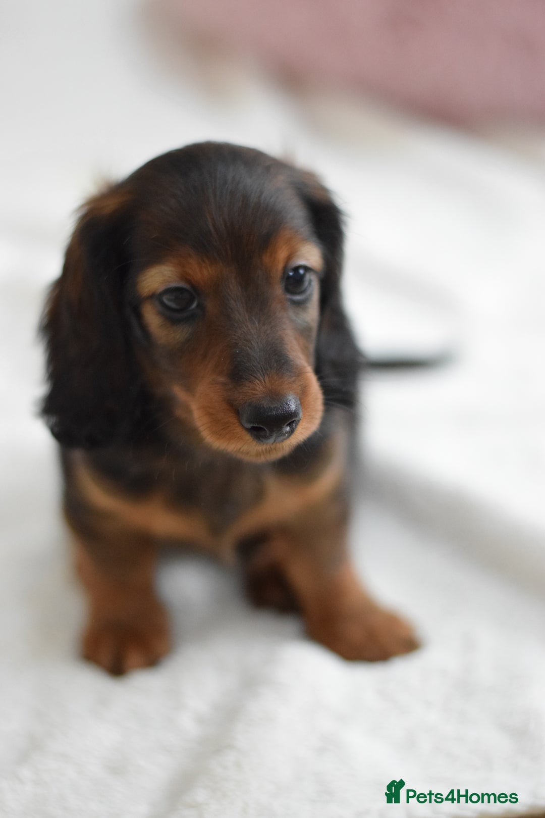Miniature Dachshund dogs for sale: Gorgeous Longhair Miniature Dachshund Girls - Image 7